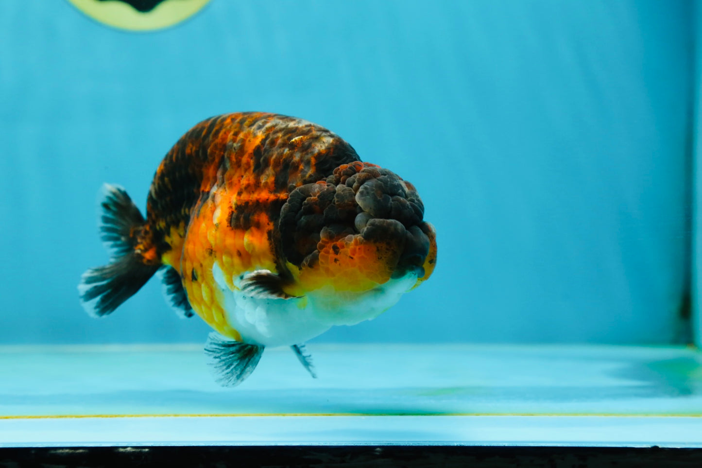 AAA Grade Kirin Tiger LionKing 5 inches #050925LC_04