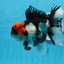 A Grade Tricolor Oranda Male 5-5.5 inches #0830OR_15