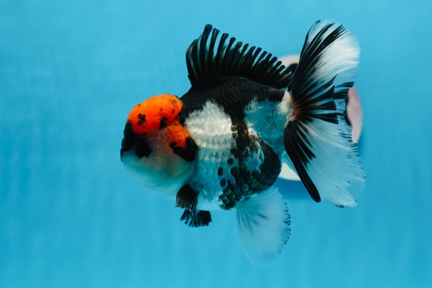 A Grade Tricolor Oranda Male 5-5.5 inches #0830OR_15