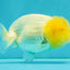 White LionChu Female 4 inches #050126LC_22