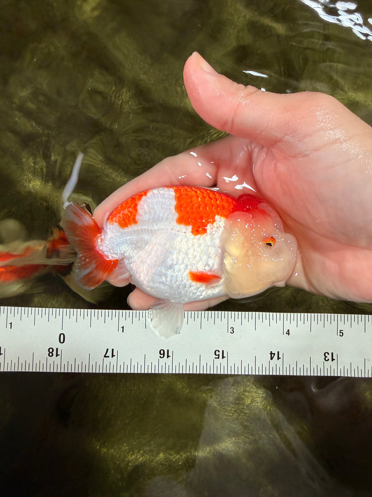 A Grade Kohaku Red White LionQueen 4-4.5 inches #031326LC_10