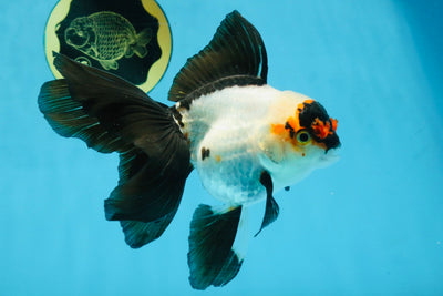 Little Pompom Tricolor Oranda Female 5.5 inches #111425OR_16