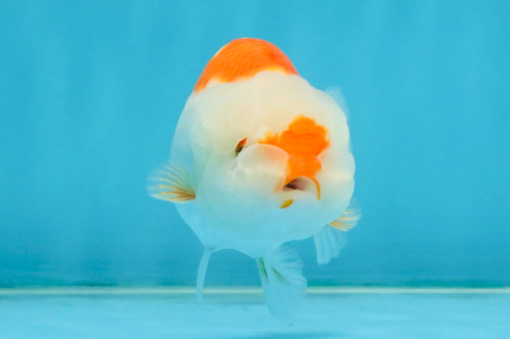 SANTA A Grade Red White LionQueen 4-4.5 inches #120525LC_12