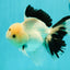 A Grade Unique Mark Panda Oranda Male 6 inches #102524OR_11