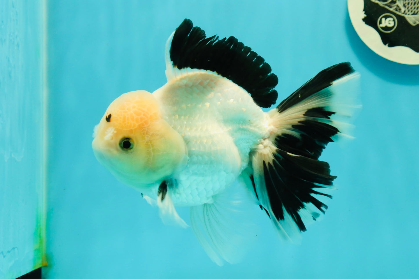 A Grade Unique Mark Panda Oranda Male 6 inches #102524OR_11