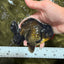 AAA Grade Black Yuanbao Female 4.5 inches #100226YB_11