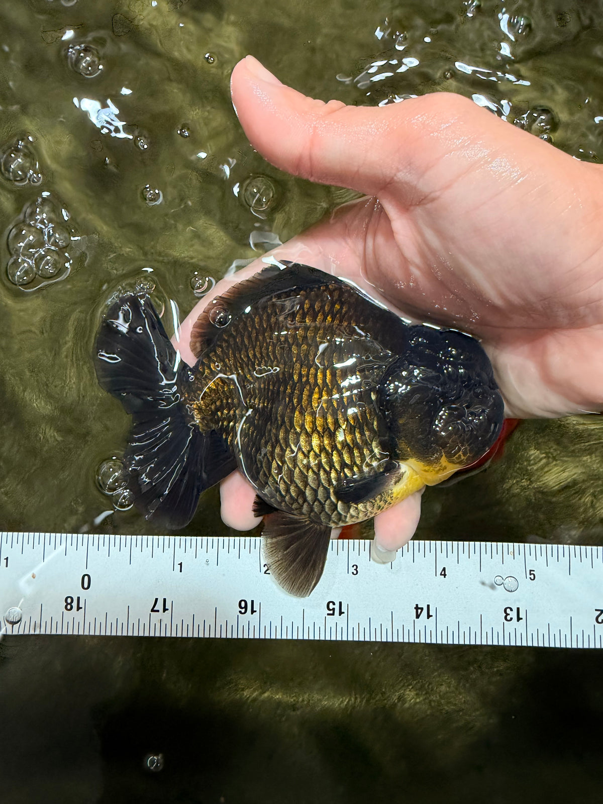 AAA Grade Black Yuanbao Female 4.5 inches #100226YB_11