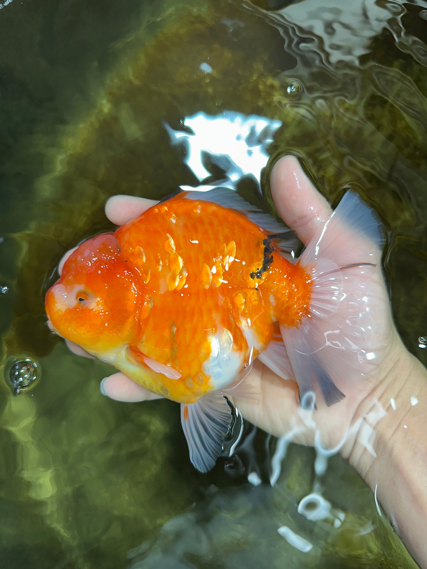 A Grade Sakura Oranda Female 6-6.5 inches #060625OR_11