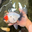 SPECIAL A Grade Red Head Marble Oranda Male 6.5-7 inches #082826OR_05