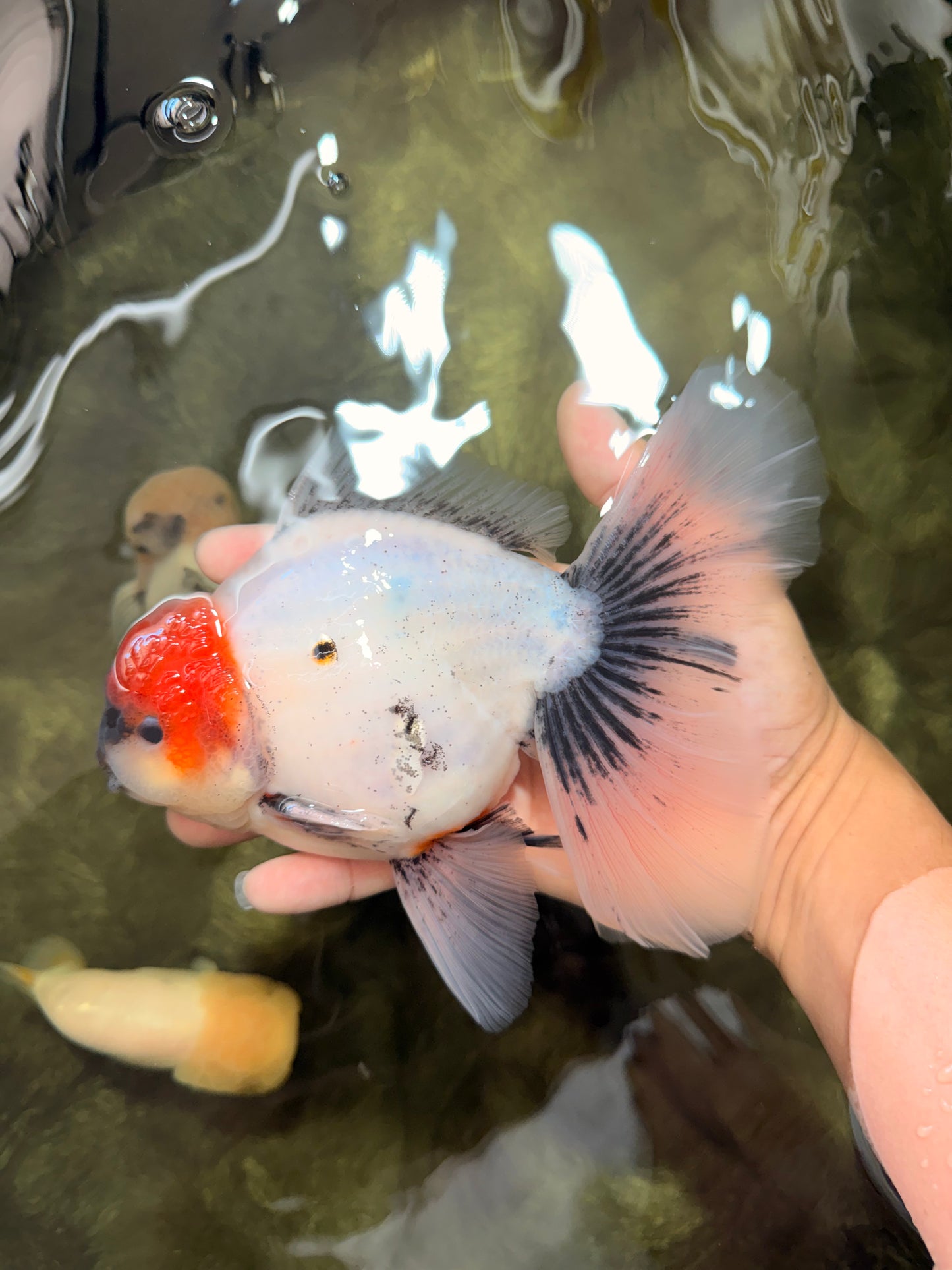 SPECIAL A Grade Red Head Marble Oranda Male 6.5-7 inches #082826OR_05