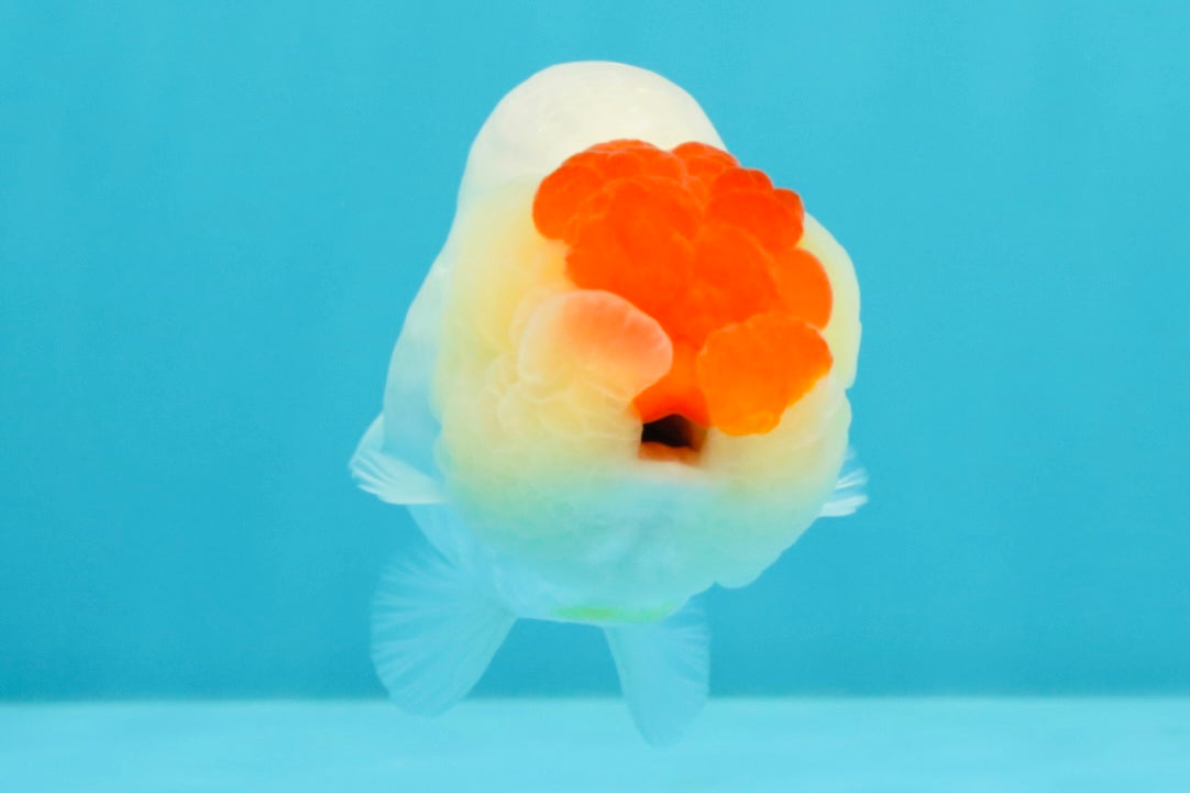 A Grade Tancho Red White LionQueen 4-4.5 inches #031326LC_08