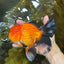AAA Grade THICK BODY Apache Oranda Male 6-6.5 inches #082925OR_14