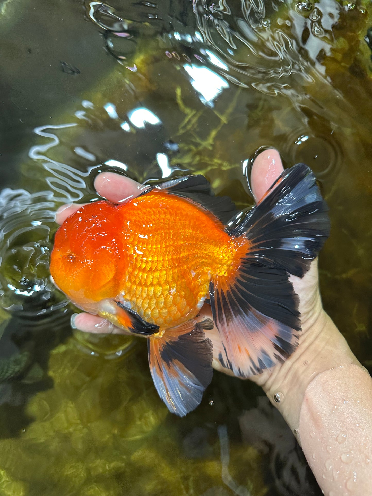 AAA Grade THICK BODY Apache Oranda Male 6-6.5 inches #082925OR_14