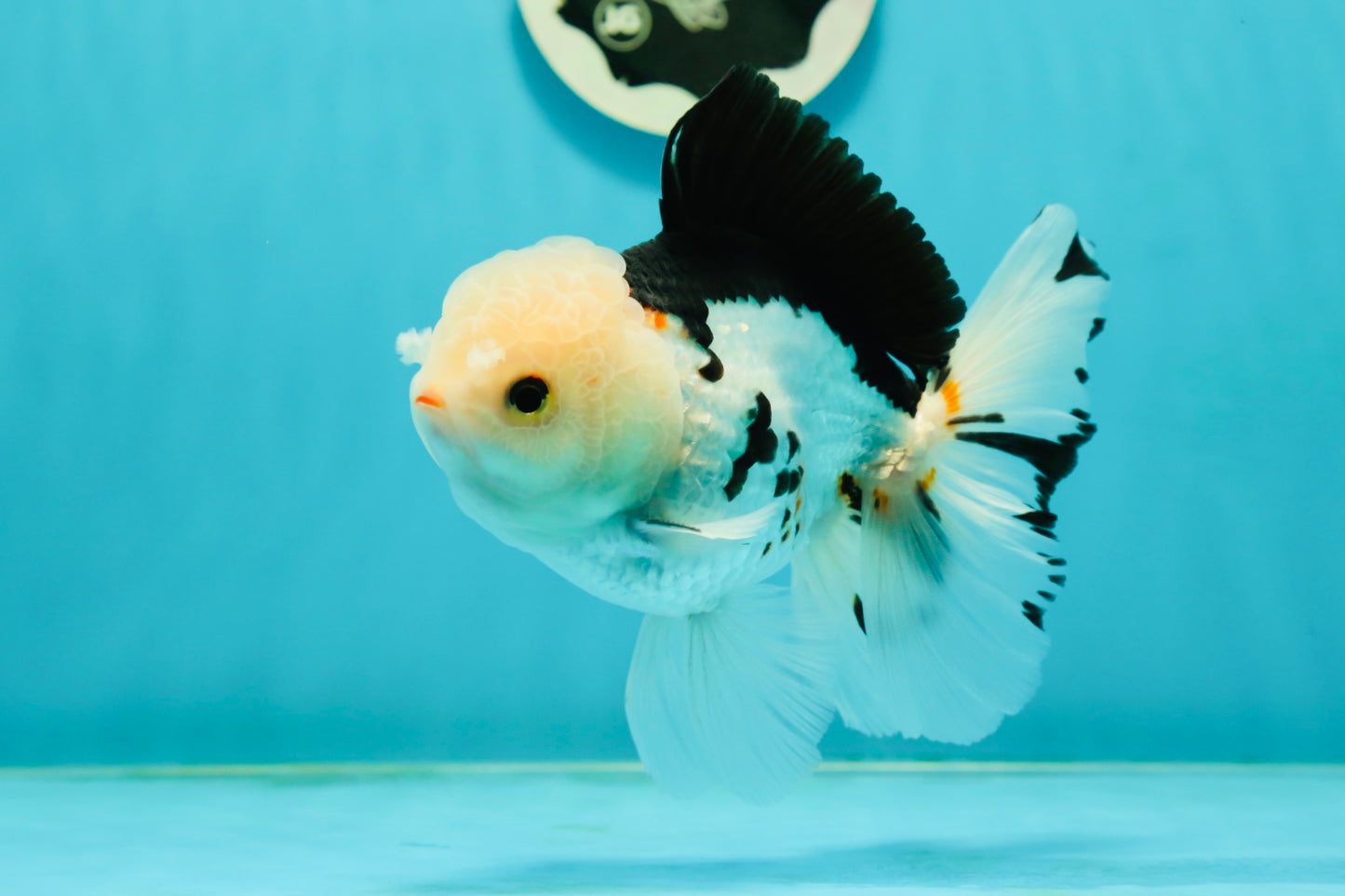 A Grade Tricolor Oranda Male 5.5 inches #111524OR_20