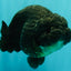 CHUBBY A Grade Black LionQueen 6 inches #101626LC_22