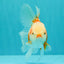 A Grade Kohaku Red White Oranda Female 5-5.5 inches #102326OR_06