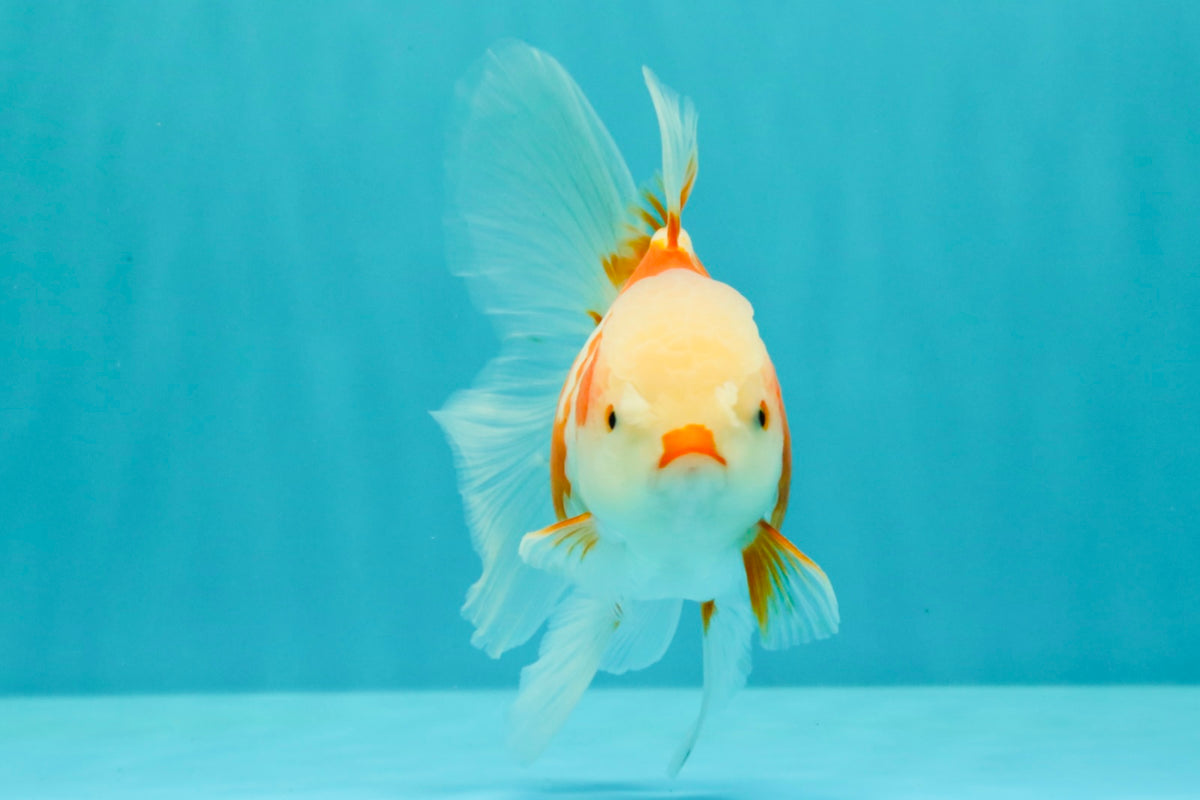 A Grade Kohaku Red White Oranda Female 5-5.5 inches #102326OR_06