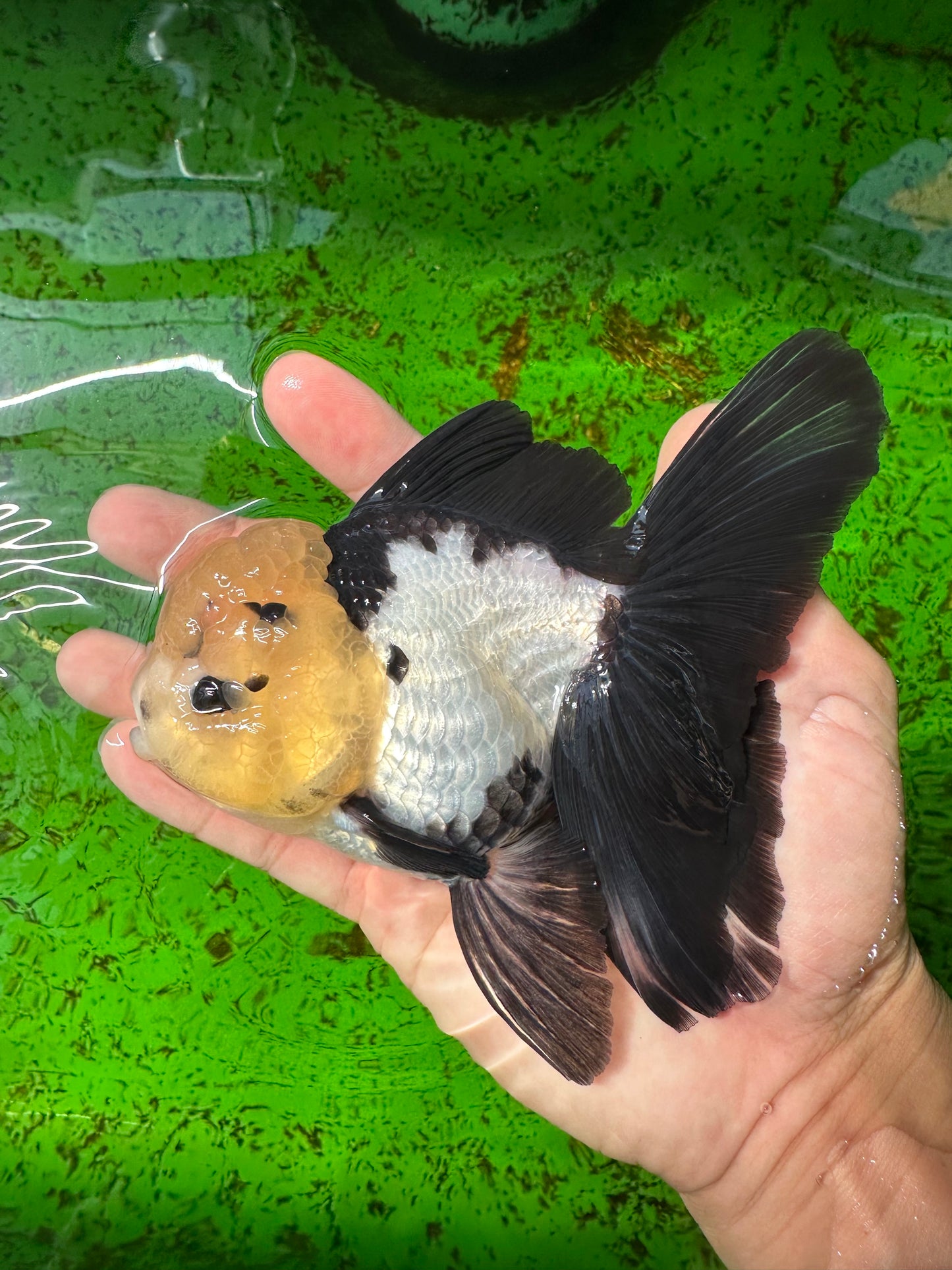 AAA Grade Panda Button Eyes Oranda Female 5 inches #0927OR_31