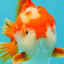 CHONKY AAA Grade Red White Yuanbao Male 5.5-6 inches #050126YB_17