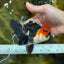 Tricolor Oranda Male 4.5-5 inches #053025OR_23