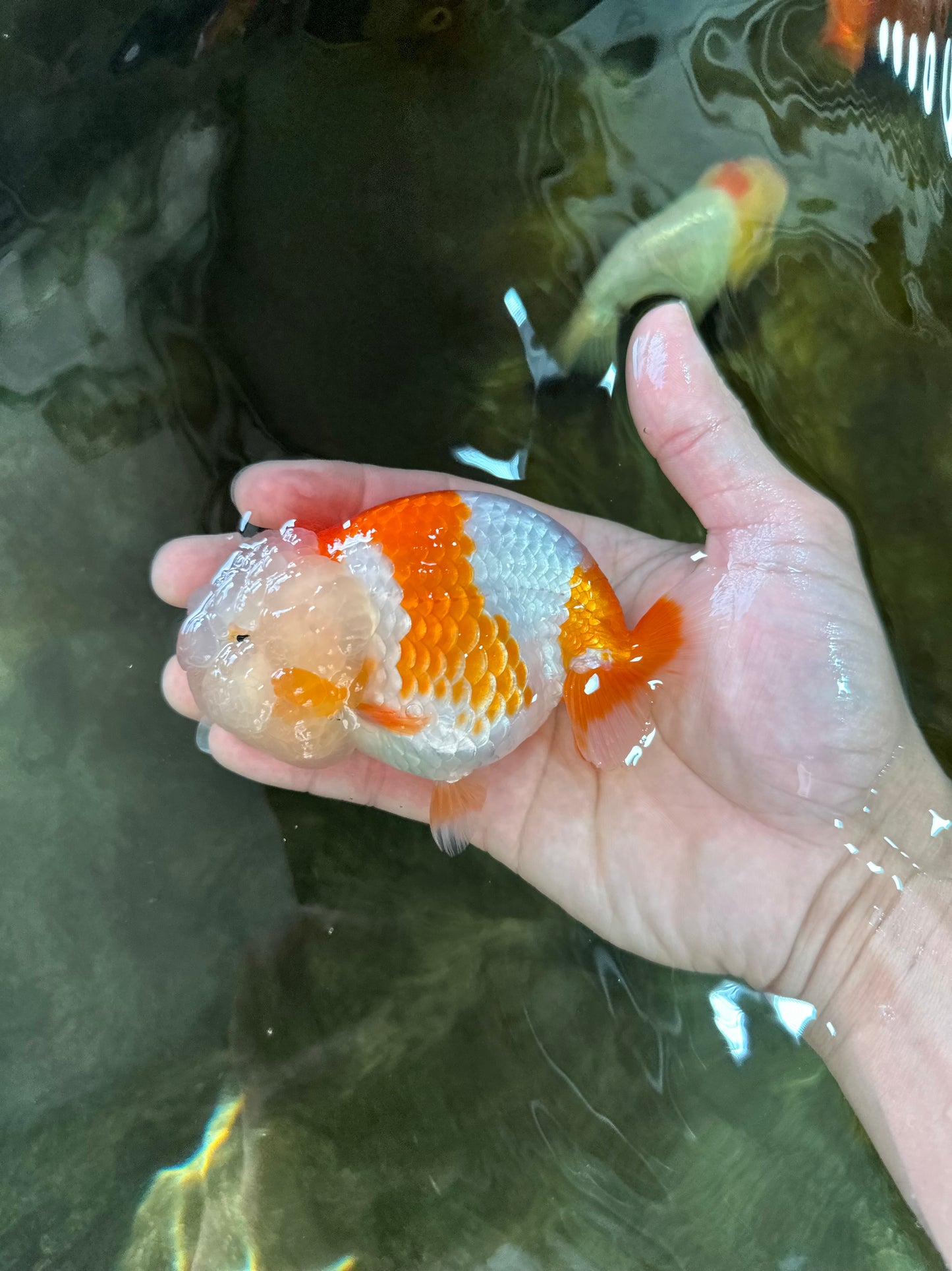 Special A Grade Chonky Kohaku LionQueen 4.5 inches #050225LC_16