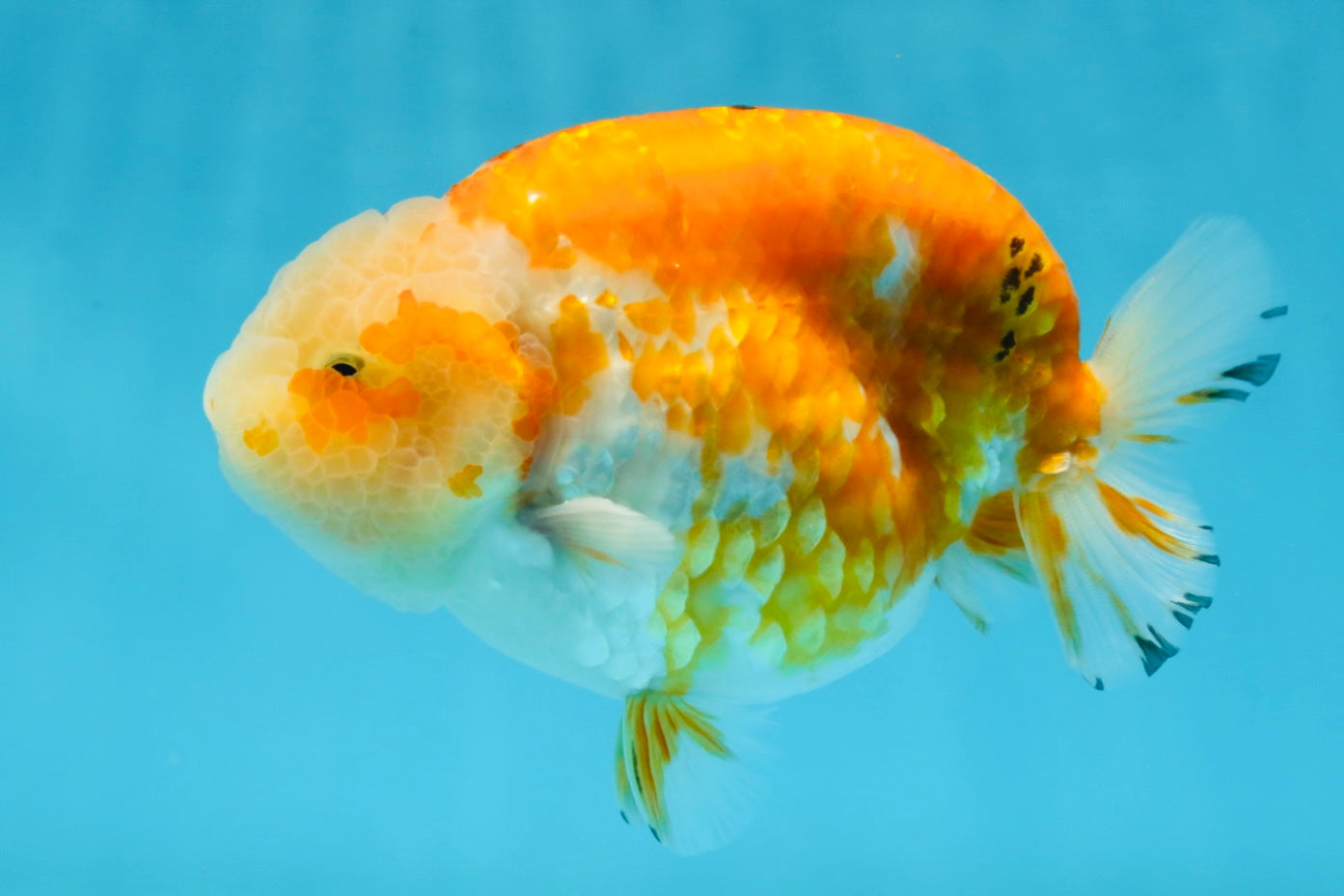 AAA Grade Sakura LionKing 5 inches #062025LC_08