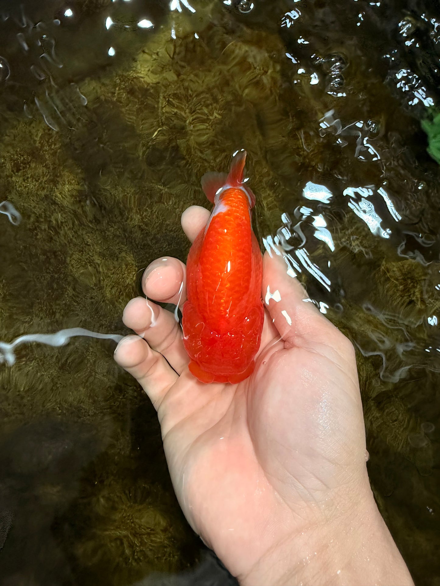 A Grade Red White LionQueen 4 inches #112825LC_06