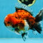 SPECIAL ROSE TAIL A Grade Calico Oranda Male 5.5 inches #120525OR_01