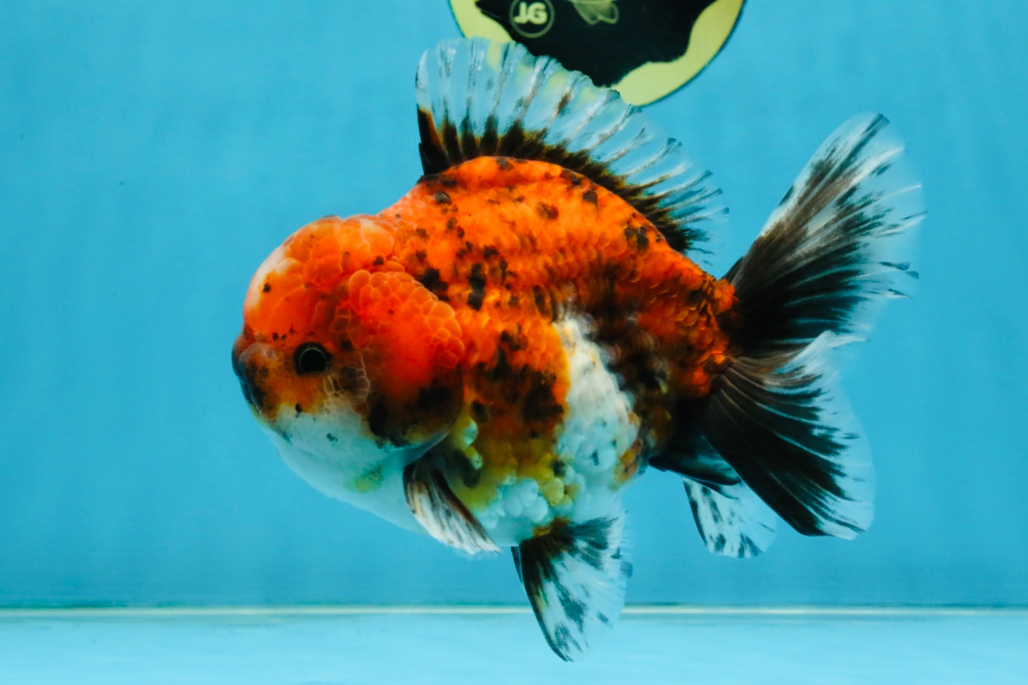 SPECIAL ROSE TAIL A Grade Calico Oranda Male 5.5 inches #120525OR_01