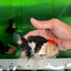 A Grade Crown Tricolor Oranda Female 5 inches #0607OR_01