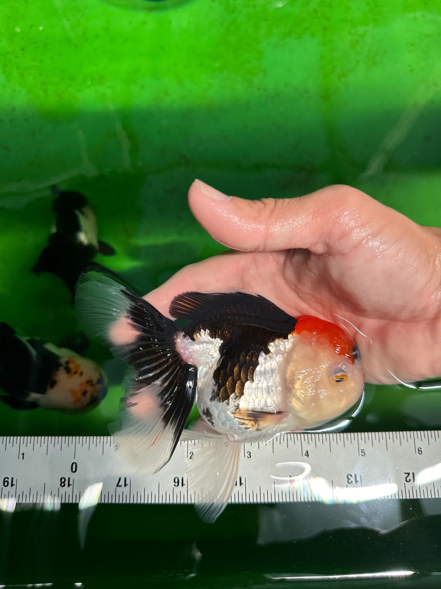 A Grade Crown Tricolor Oranda Female 5 inches #0607OR_01