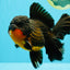 CHUNKY AAA Grade Godzilla Apache Oranda Male 6.5 inches #031326OR_02