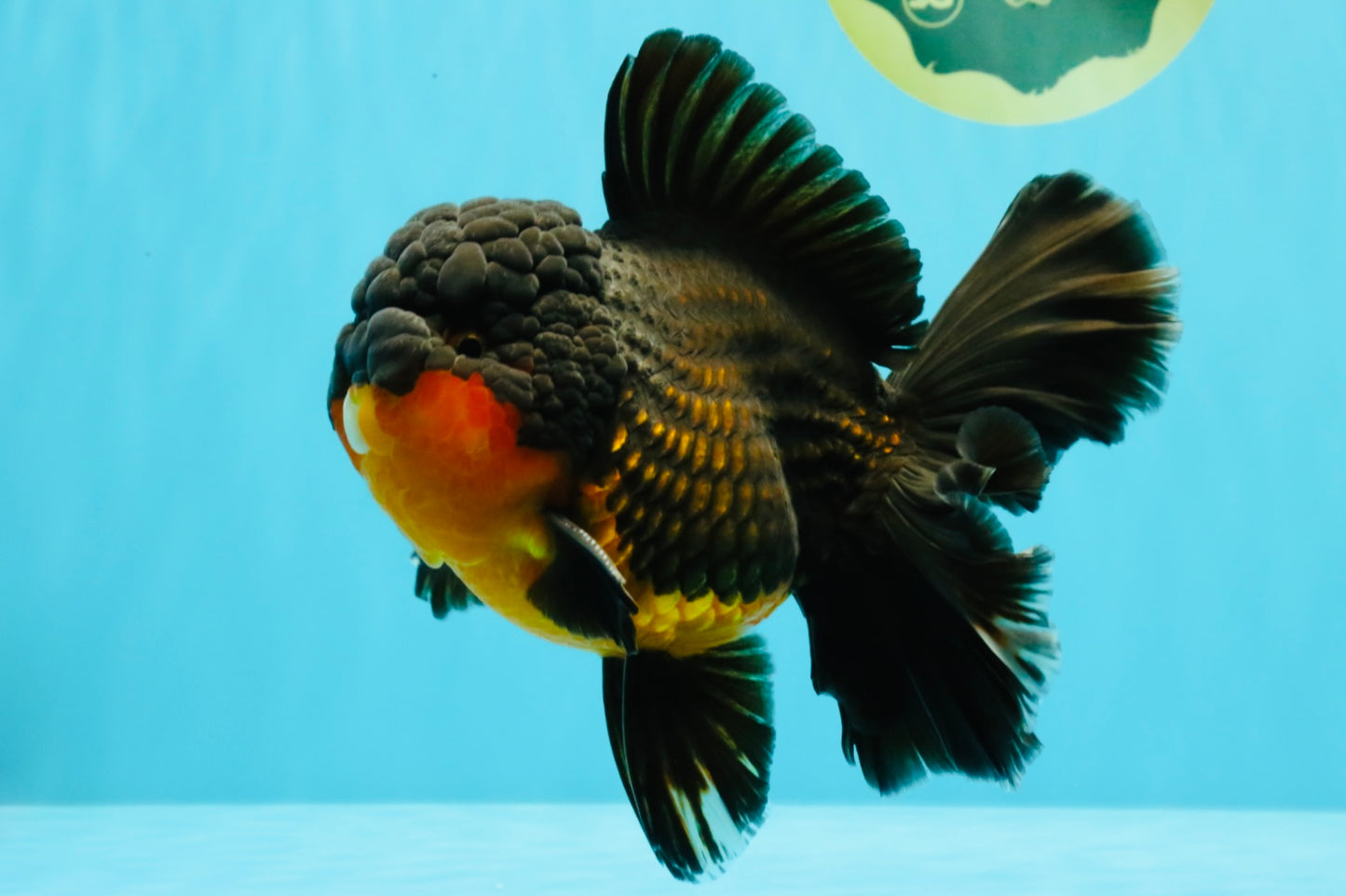 CHUNKY AAA Grade Godzilla Apache Oranda Male 6.5 inches #031326OR_02