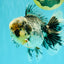 AAA Grade Super Special Marble Kirin Oranda Male 6 inches #061926OR_16