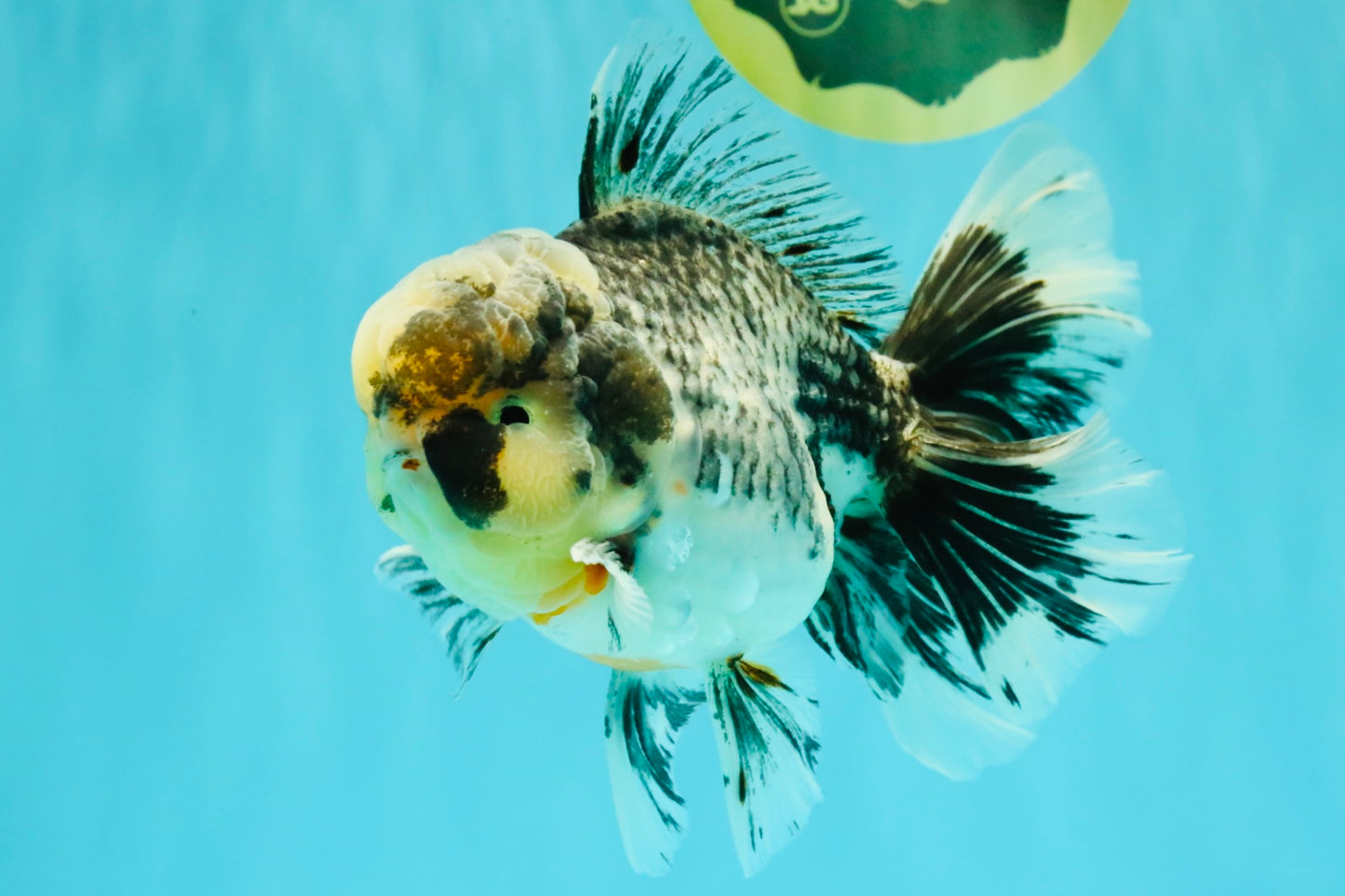 AAA Grade Super Special Marble Kirin Oranda Male 6 inches #061926OR_16