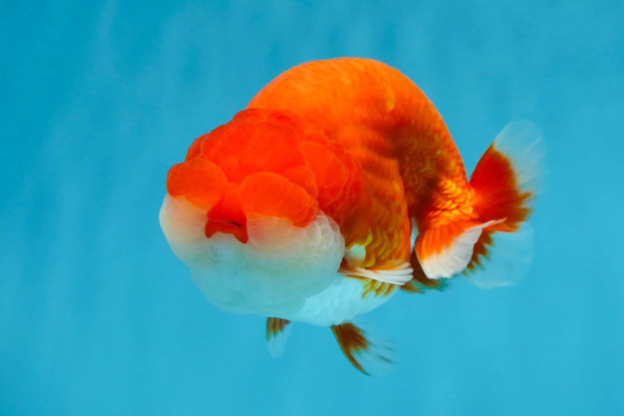 A Grade Red White LionKing 4.5 inches #070425LC_08