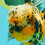 CHUBBY A Grade Calico Tiger Oranda Male 6-6.5 inches #091826OR_04