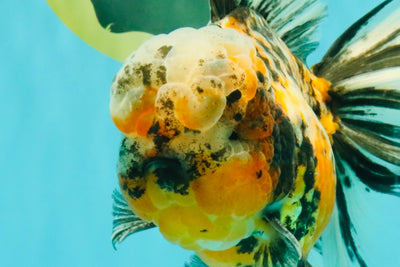CHUBBY A Grade Calico Tiger Oranda Male 6-6.5 inches #091826OR_04