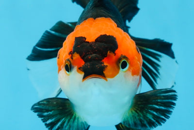 Tricolor Oranda Female 5 inches #091925OR_07