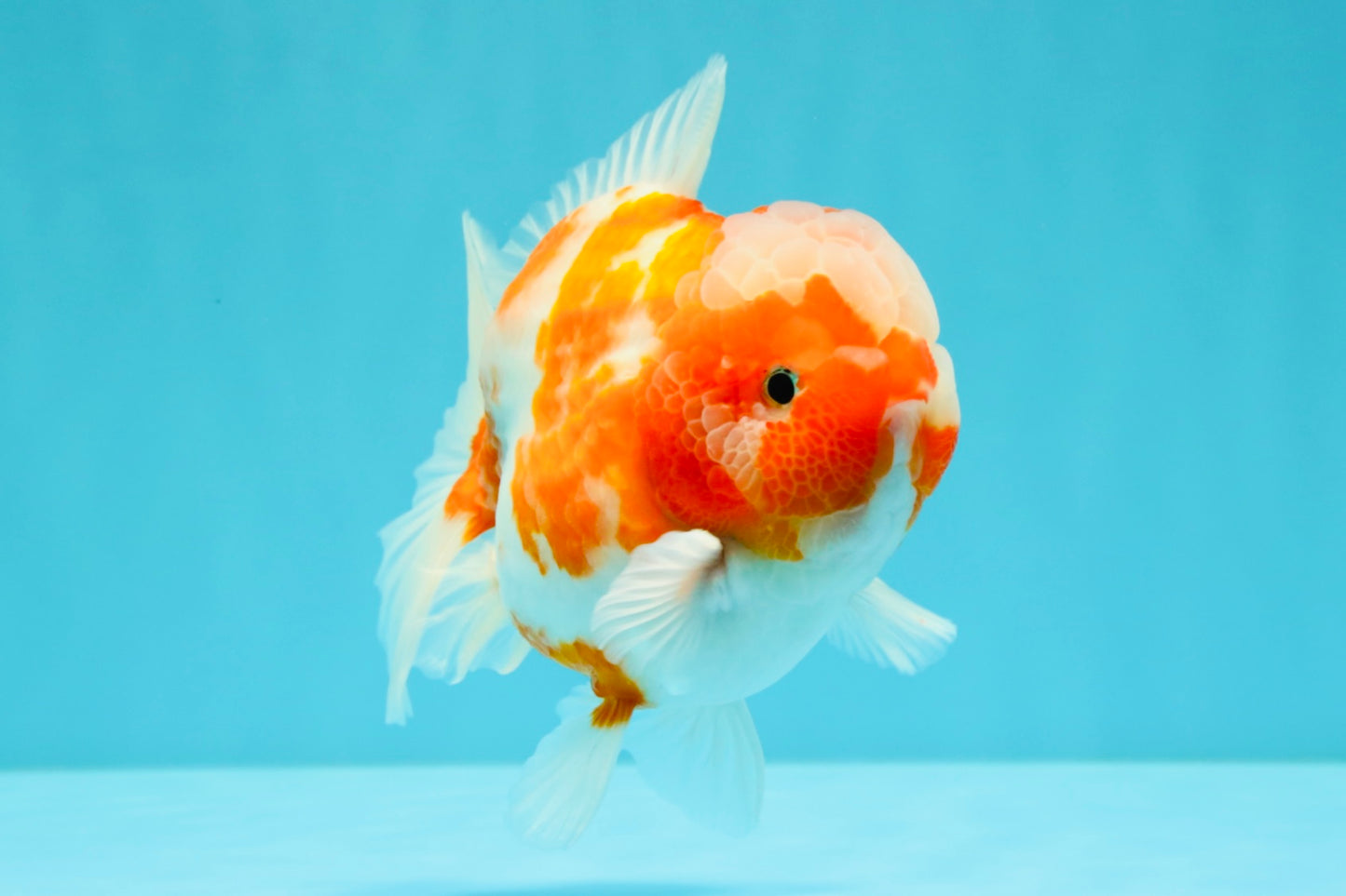 CHONKY AAA Grade Sakura Yuanbao Male 5 inches #032026YB_19