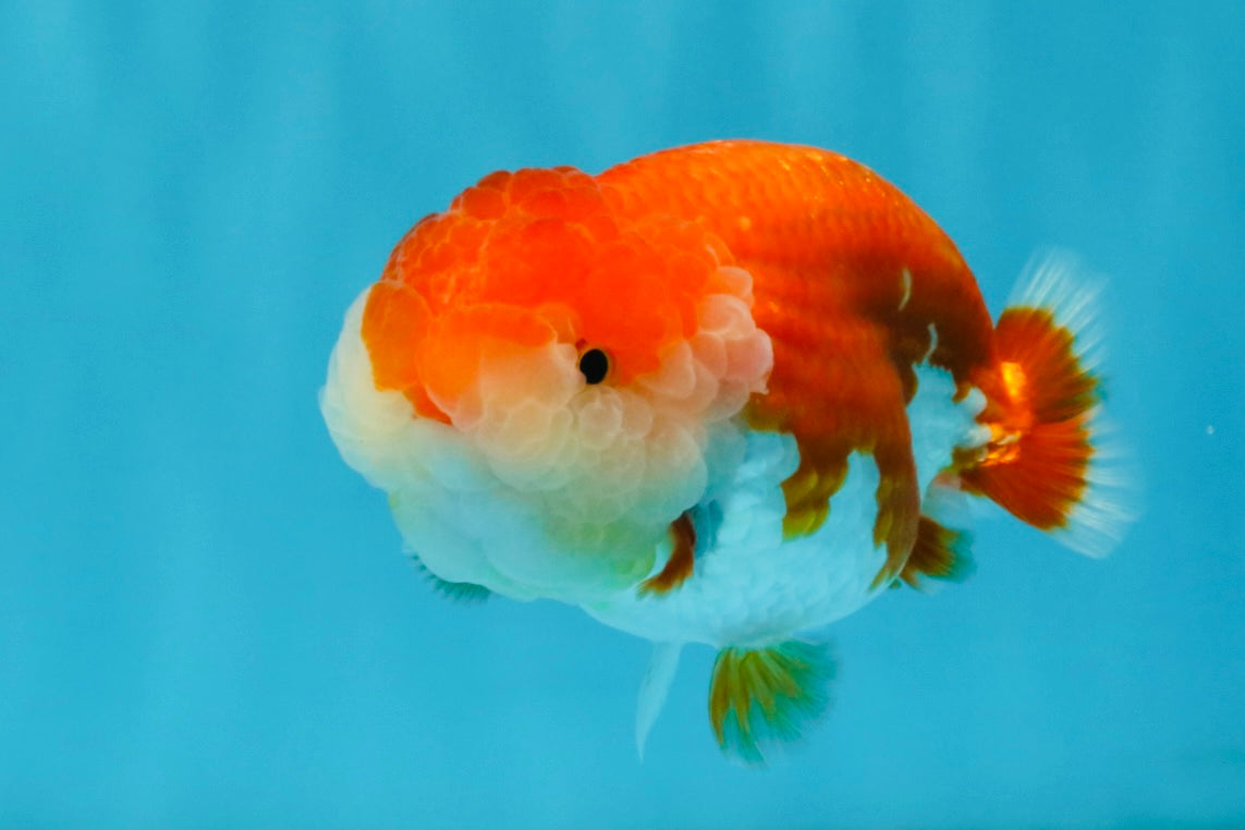 A Grade Red White LionQueen 4-4.5 inches #032726LC_14