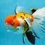 A Grade Jumbo MASSIVE BUTTERFLY TAIL Tricolor Sakura Oranda Female 6.5 inches #010325OR_03