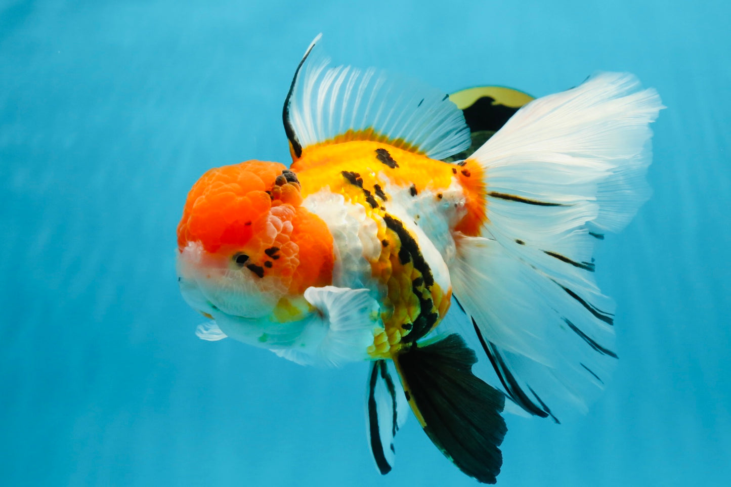 A Grade Jumbo MASSIVE BUTTERFLY TAIL Tricolor Sakura Oranda Female 6.5 inches #010325OR_03