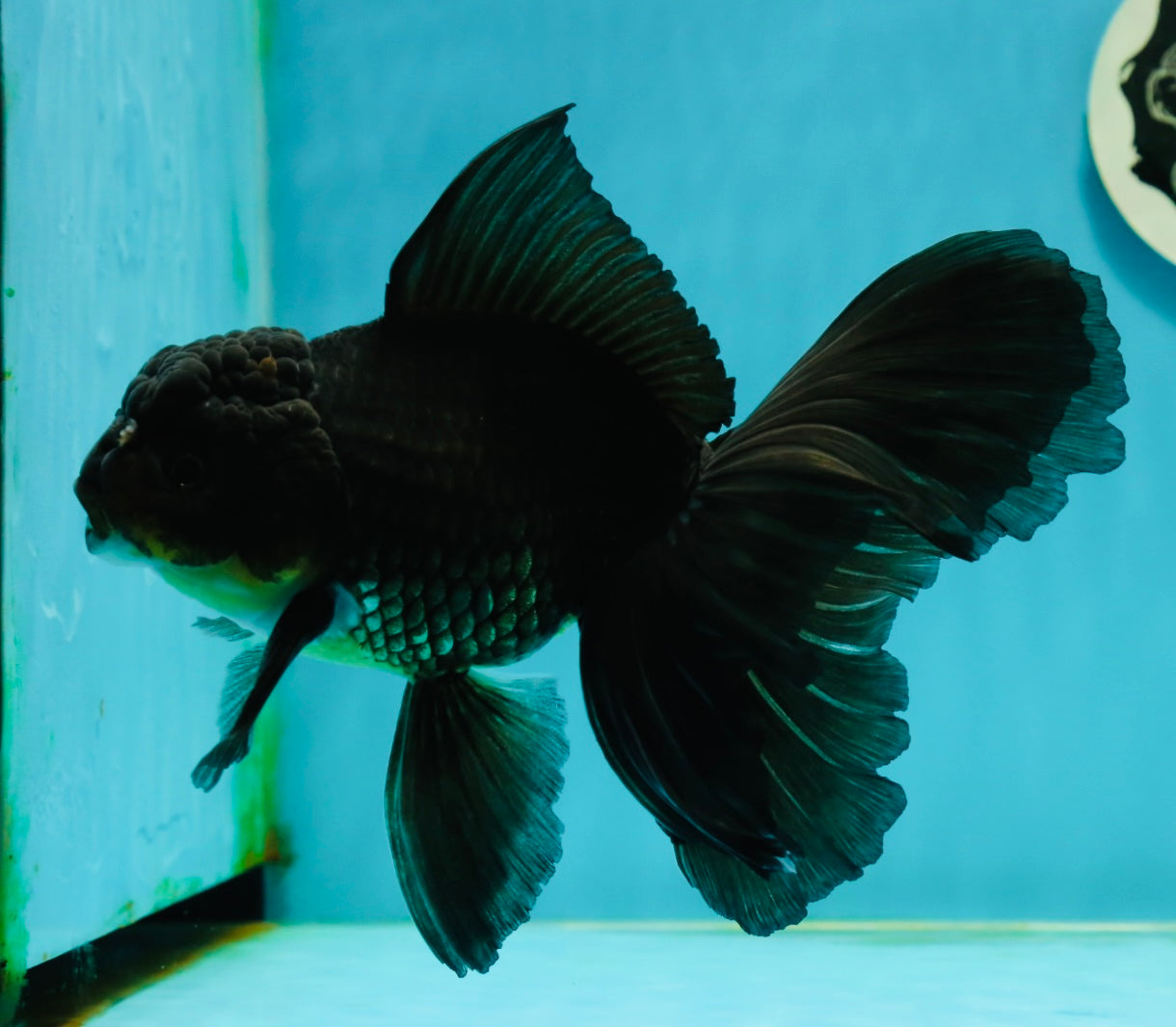 Black Oranda Male 6.5 inches #112224OR_17