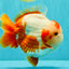 BULLDOG AAA Grade Red White Yuanbao Male 6 inches #070326YB_02