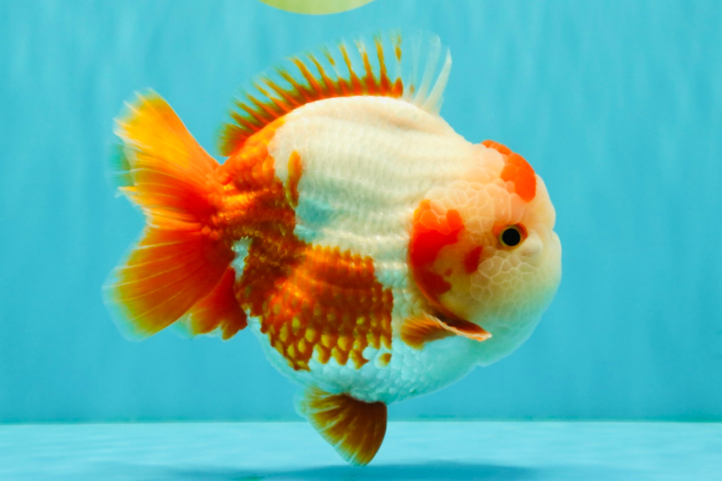 BULLDOG AAA Grade Red White Yuanbao Male 6 inches #070326YB_02