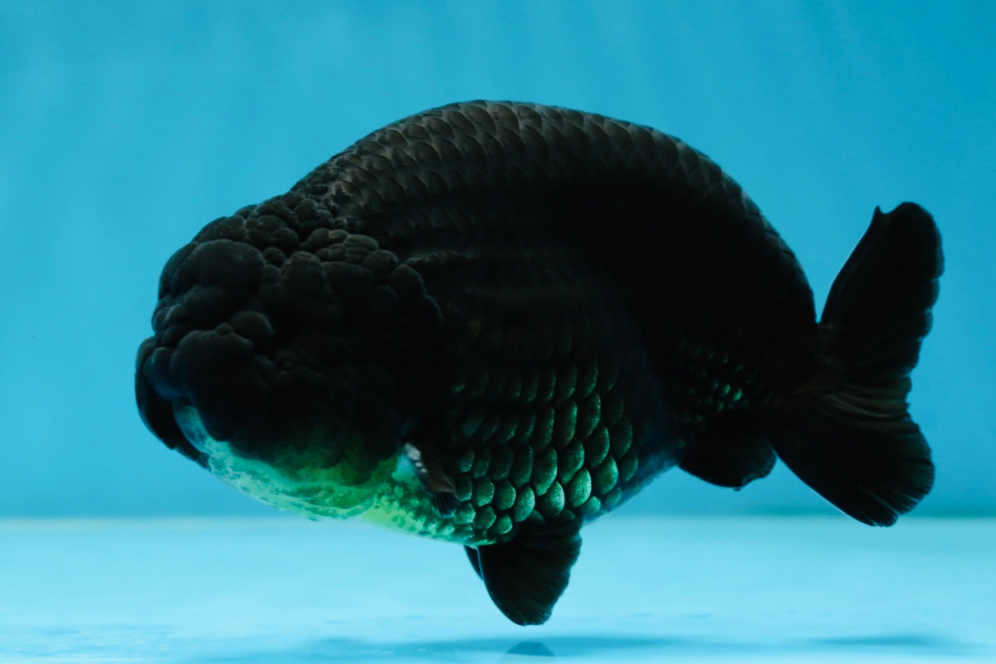 A Grade CHUNKY Black LionKing 4.5-5 inches #062025LC_04