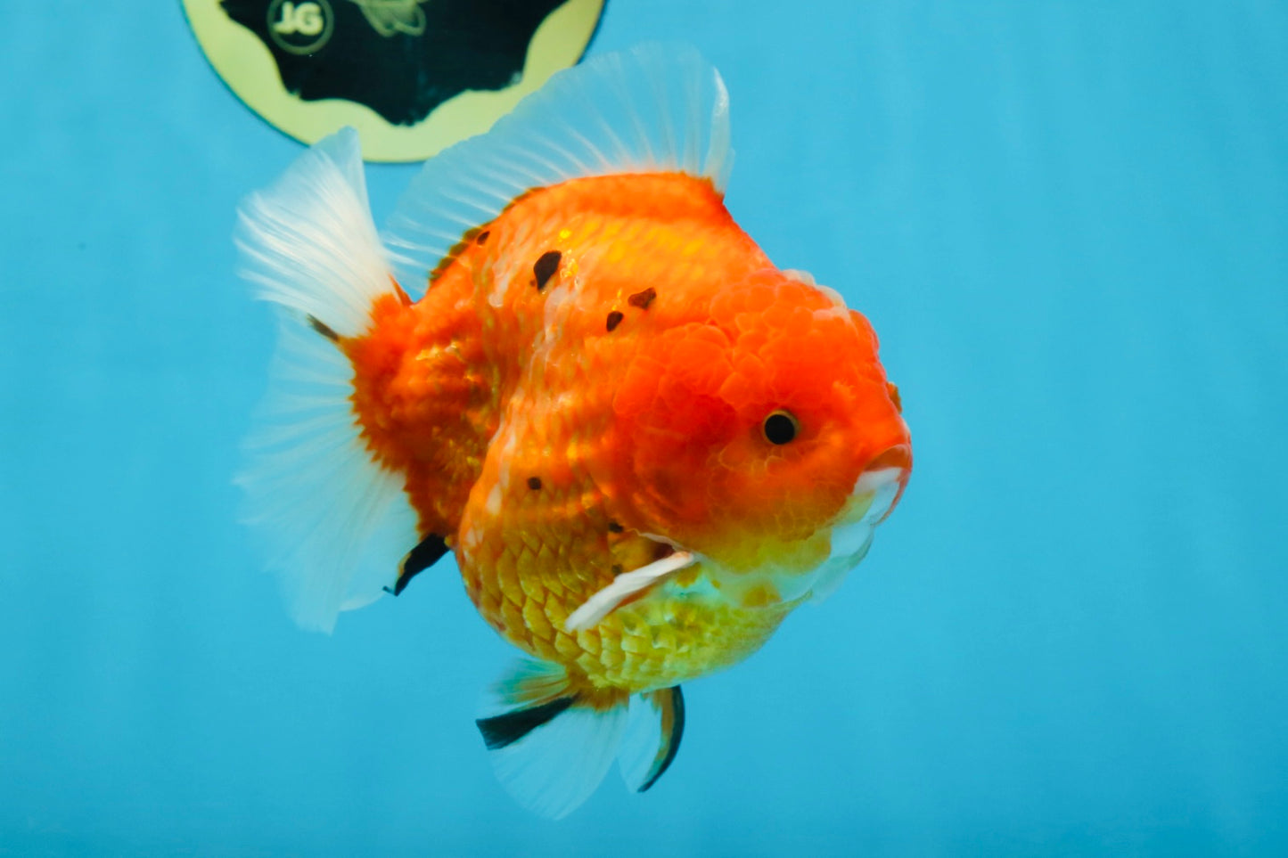 PUMPKIN A Grade  Sakura Yuanbao Male 4.5 inches #101725YB_29