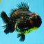 AAA Grade Dark Tiger Yuanbao Male 6-6.5 inches #041026YB_29