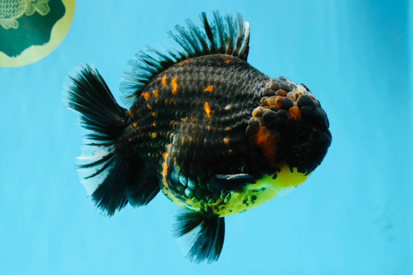 AAA Grade Dark Tiger Yuanbao Male 6-6.5 inches #041026YB_29